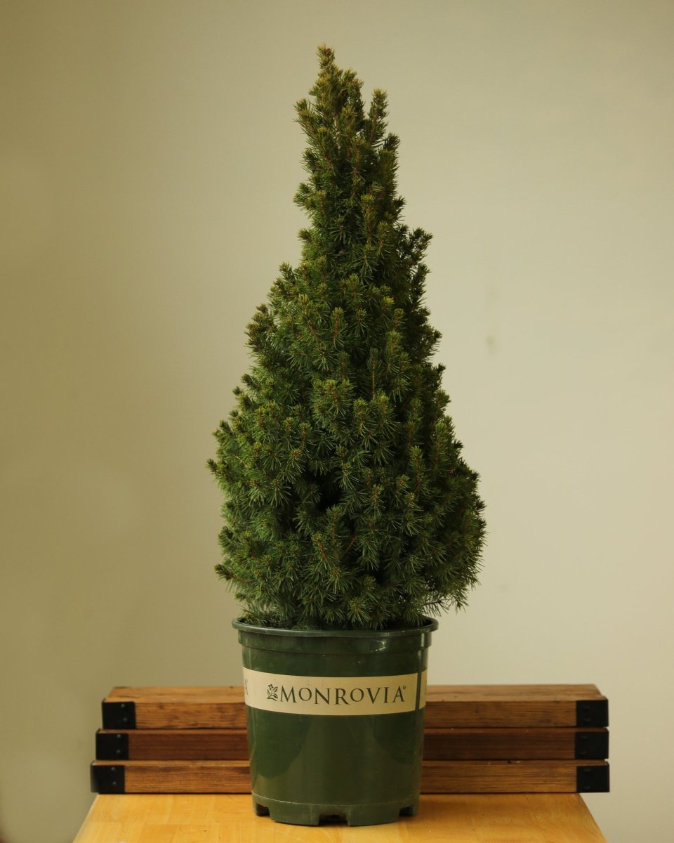  Alberta Spruce ‘Conica’ – Dwarf White Spruce, Compact Holiday Evergreen