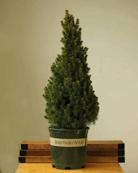  Alberta Spruce ‘Conica’ – Dwarf White Spruce, Compact Holiday Evergreen