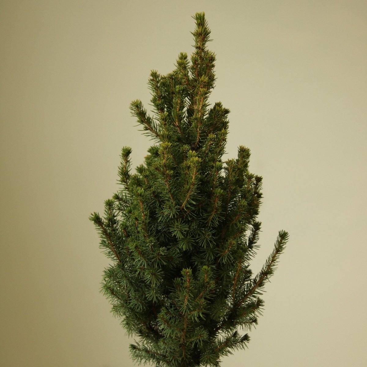  Alberta Spruce ‘Conica’ – Dwarf White Spruce, Compact Holiday Evergreen