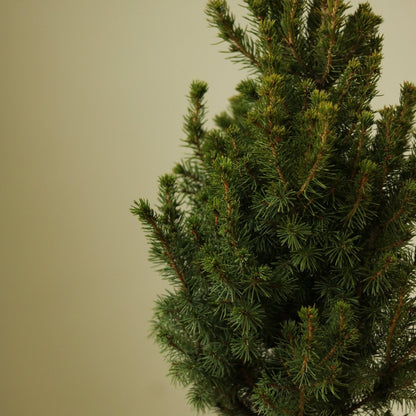 Alberta Spruce ‘Conica’ – Dwarf White Spruce, Compact Holiday Evergreen