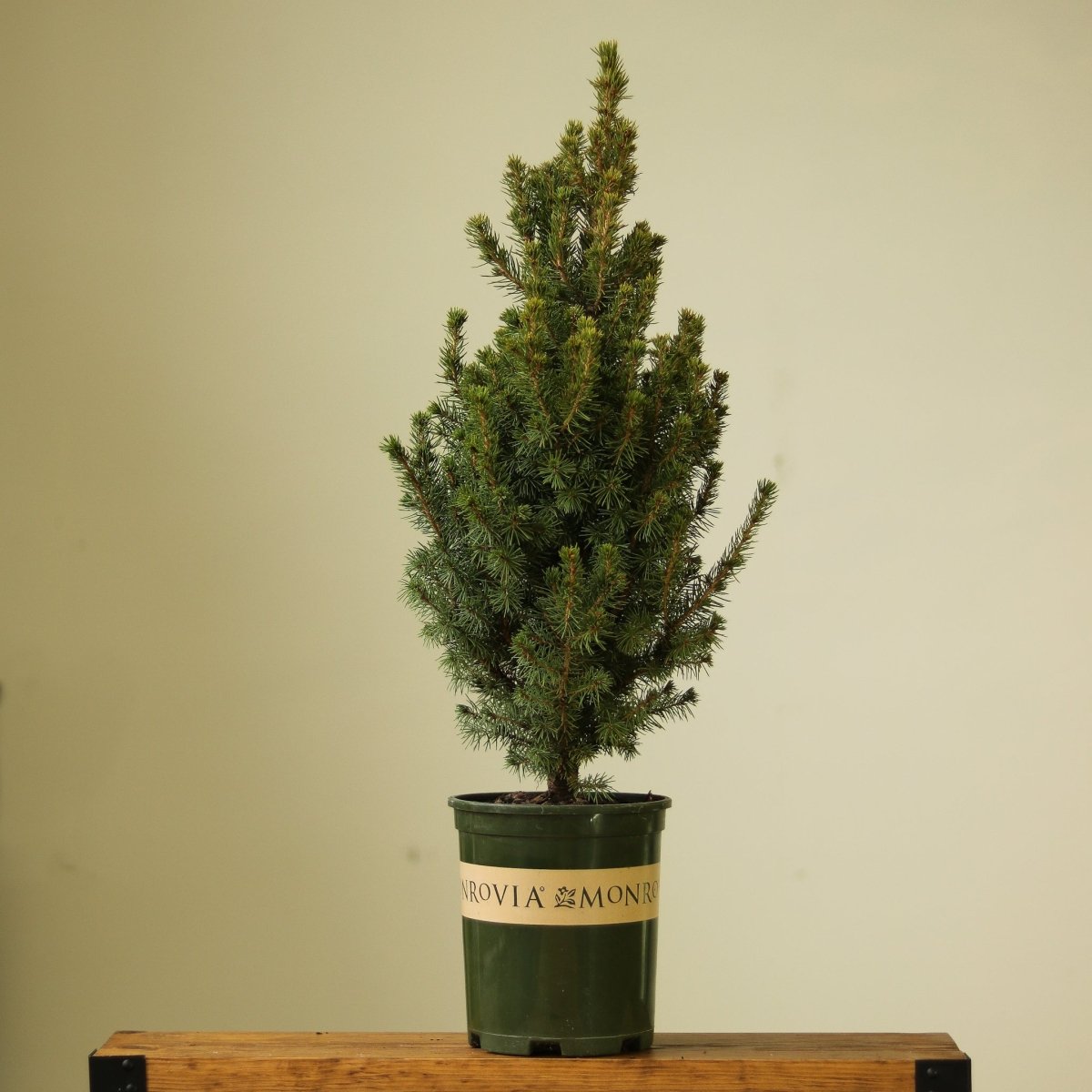  Alberta Spruce ‘Conica’ – Dwarf White Spruce, Compact Holiday Evergreen