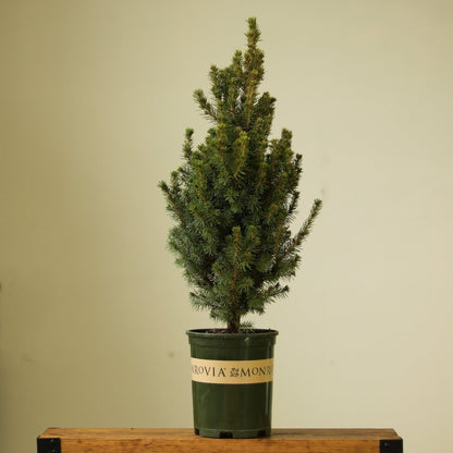  Alberta Spruce ‘Conica’ – Dwarf White Spruce, Compact Holiday Evergreen
