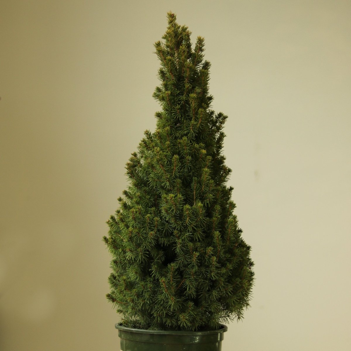  Alberta Spruce ‘Conica’ – Dwarf White Spruce, Compact Holiday Evergreen
