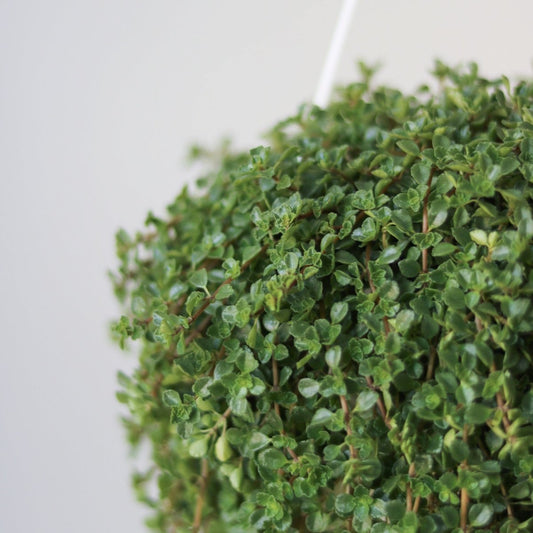  Pilea Depressa 'Baby Tears' - 3.5 Inch