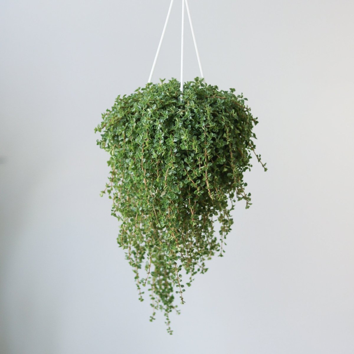  Pilea Depressa 'Baby Tears' - 3.5 Inch