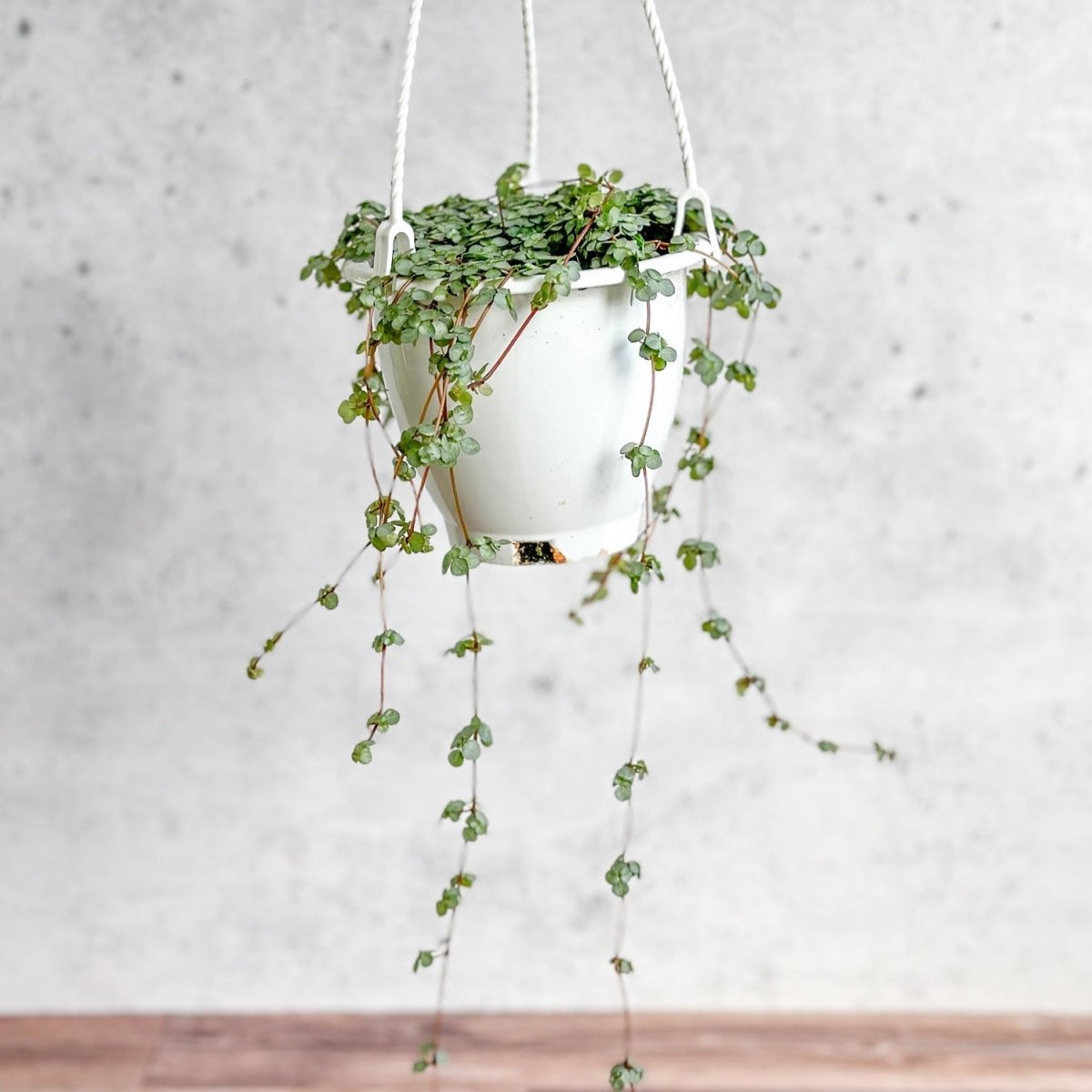  Pilea Glauca 'Aqua' - Silver Sparkle Hanging Basket
