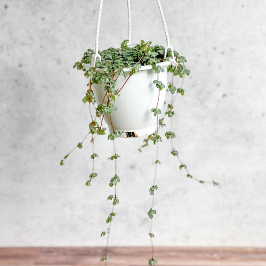  Pilea Glauca 'Aqua' - Silver Sparkle Hanging Basket