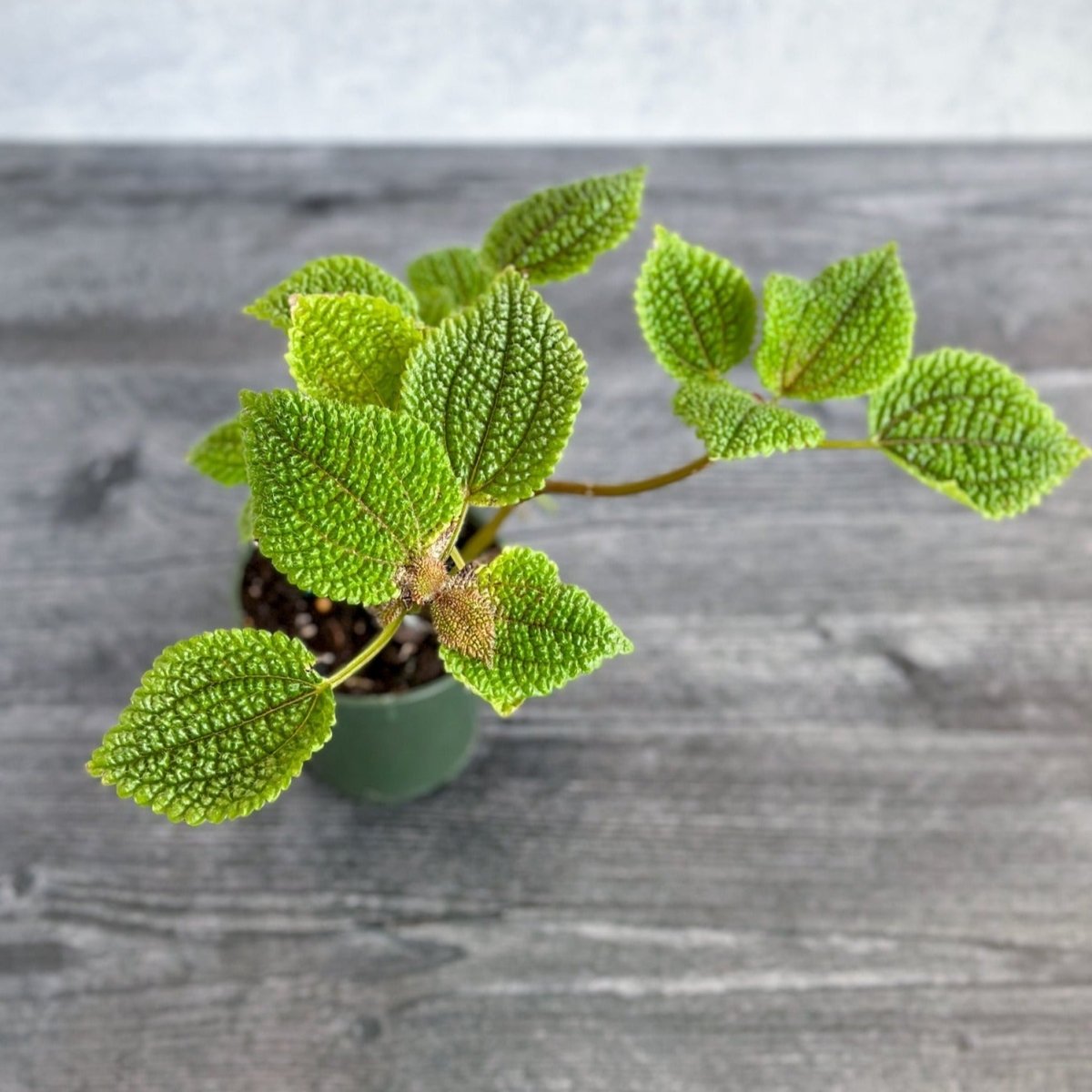  Pilea 'Moon Valley' - Moon Valley