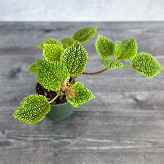  Pilea 'Moon Valley' - Moon Valley