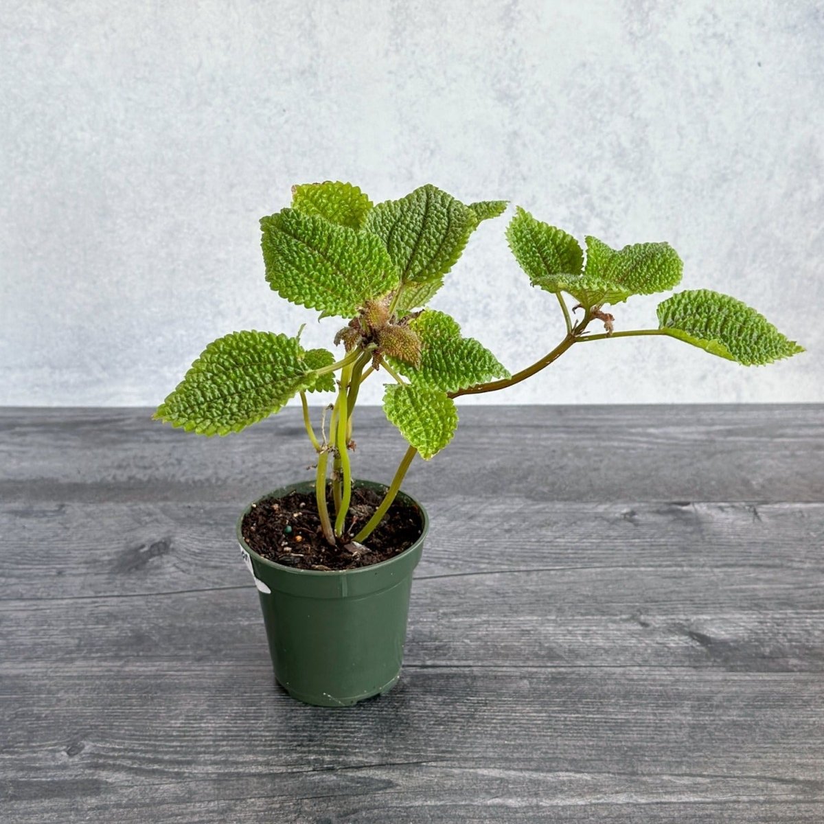  Pilea 'Moon Valley' - Moon Valley