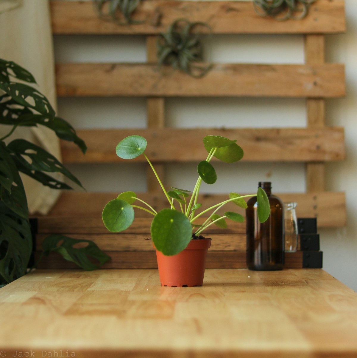  Pilea Peperomioides 'Friendship Plant'