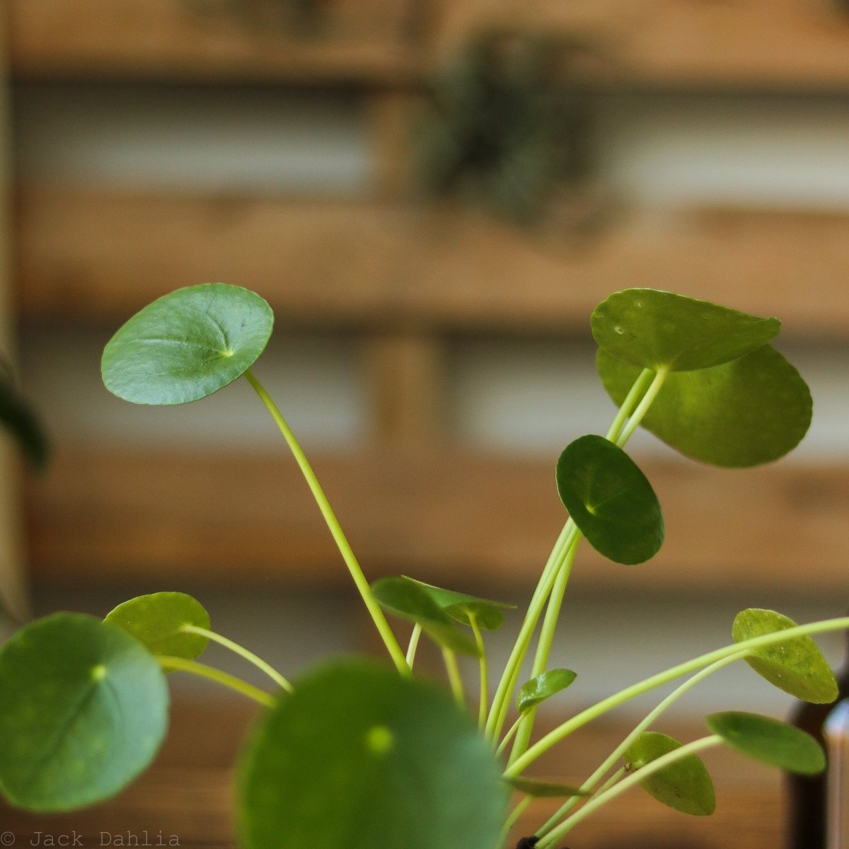  Pilea Peperomioides 'Friendship Plant'