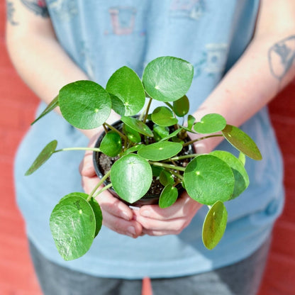  Pilea Peperomioides 'Friendship Plant'