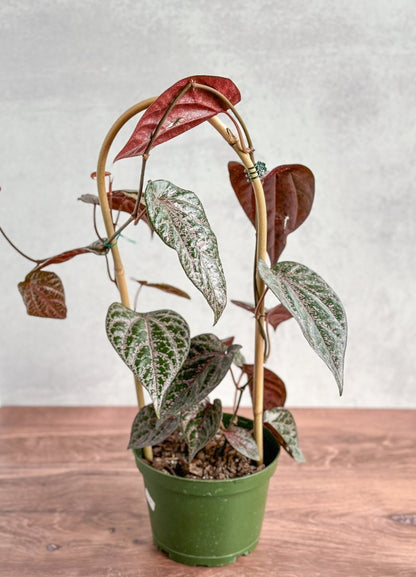  Piper Crocatum - Celebes Pepper