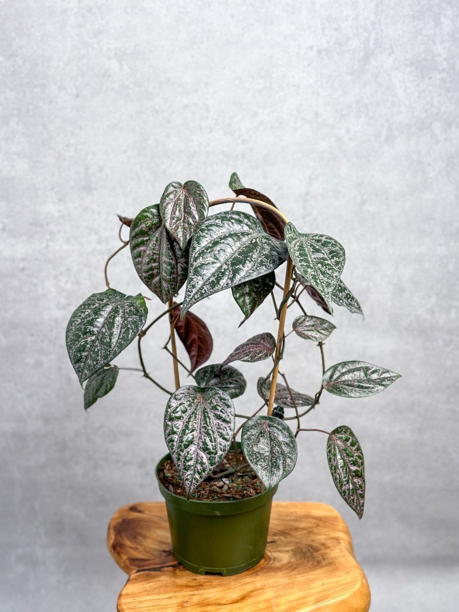  Piper Crocatum - Celebes Pepper