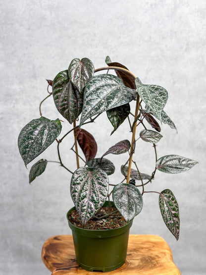  Piper Crocatum - Celebes Pepper