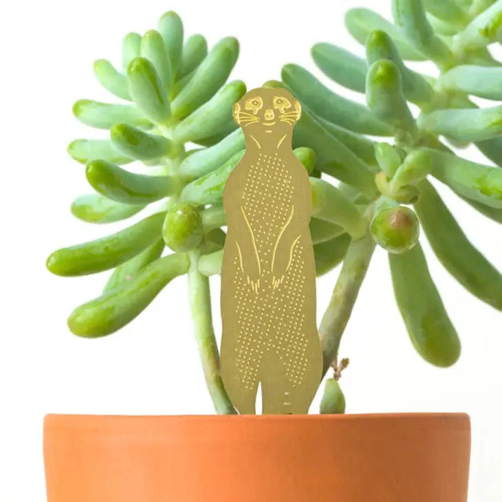  Plant Animal - Meerkat