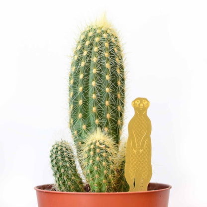  Plant Animal - Meerkat