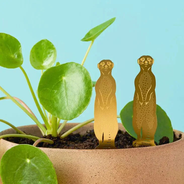  Plant Animal - Meerkat