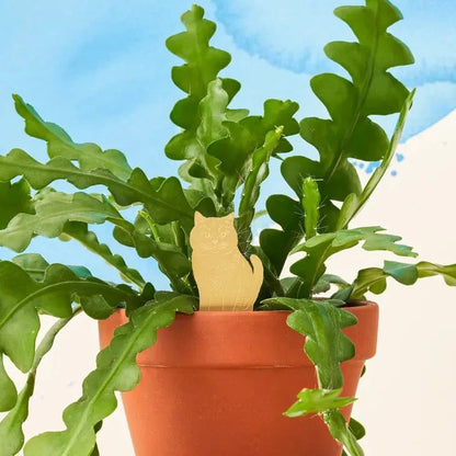  Plant Animal- Plant Decor- Cat