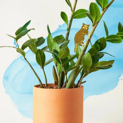  Plant Animal - Raccoon