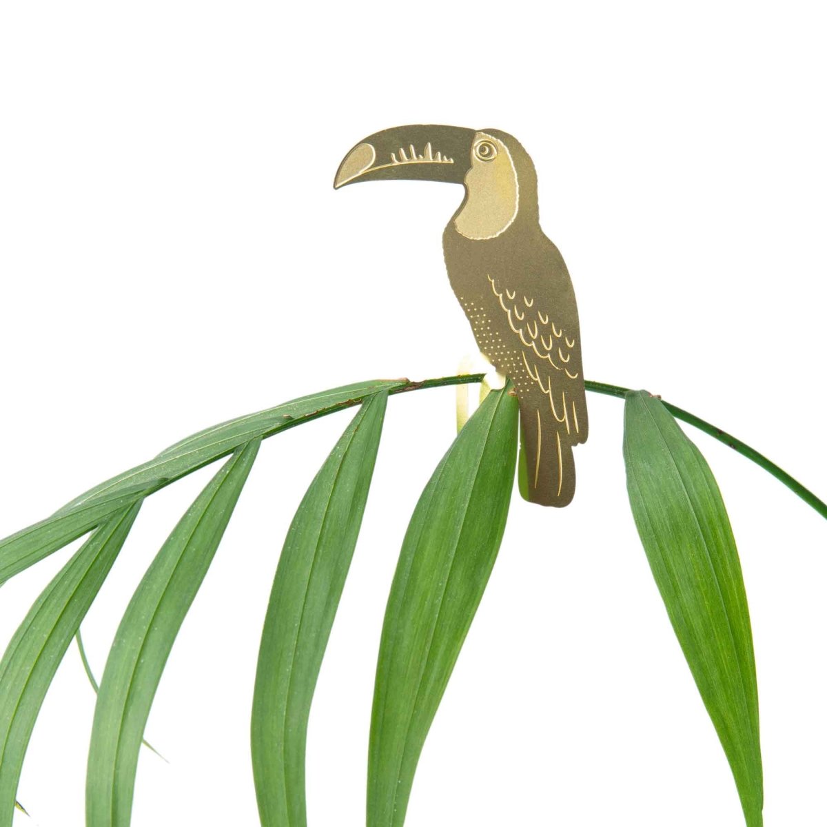  Plant Animal - Toucan