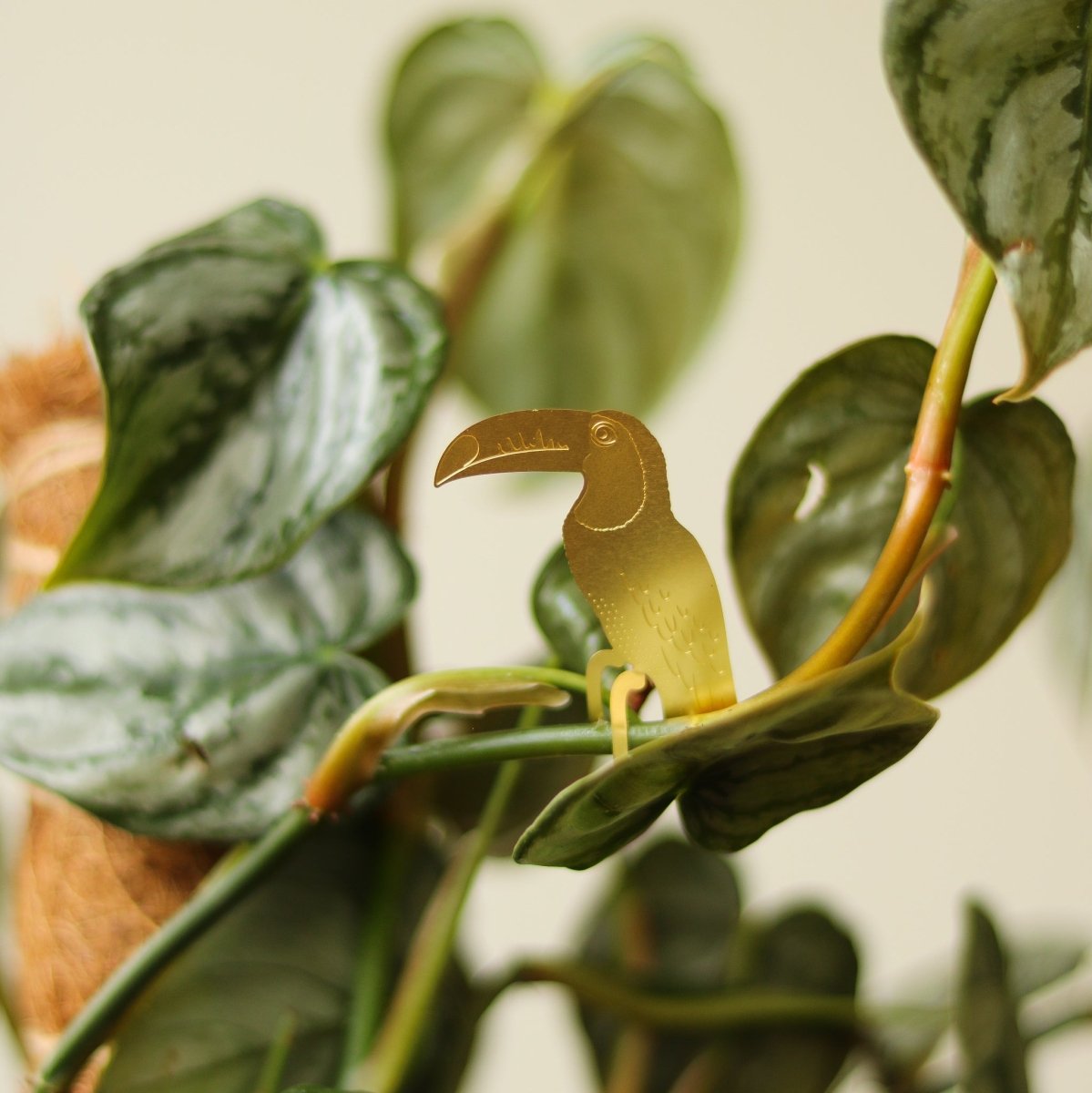  Plant Animal - Toucan