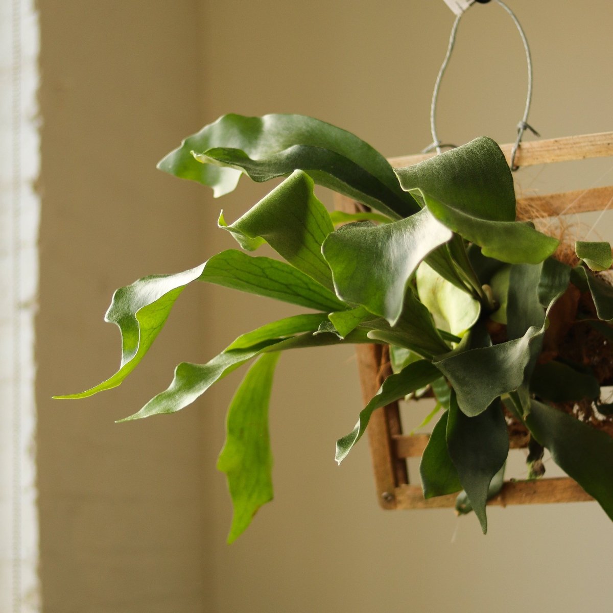 Platycerium Bifurcatum ‘Staghorn Fern’ Wood Plaque