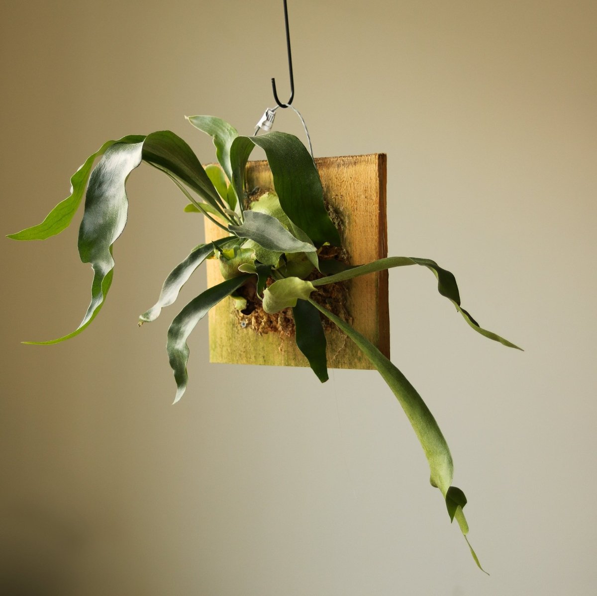  Platycerium Bifurcatum ‘Staghorn Fern’ Wood Plaque