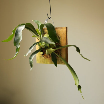  Platycerium Bifurcatum ‘Staghorn Fern’ Wood Plaque