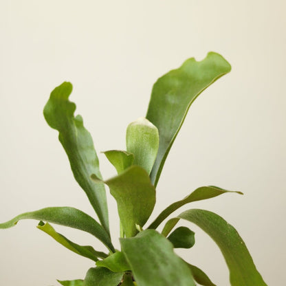  Platycerium Bifurcatum ‘Staghorn Fern’ Wood Plaque