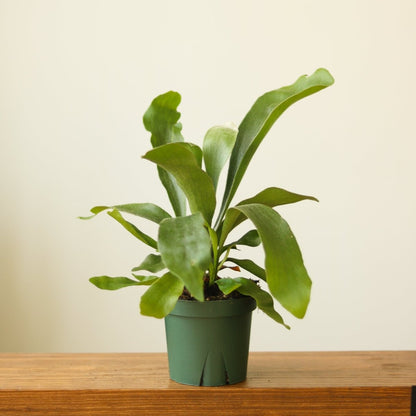  Platycerium Bifurcatum ‘Staghorn Fern’ Wood Plaque
