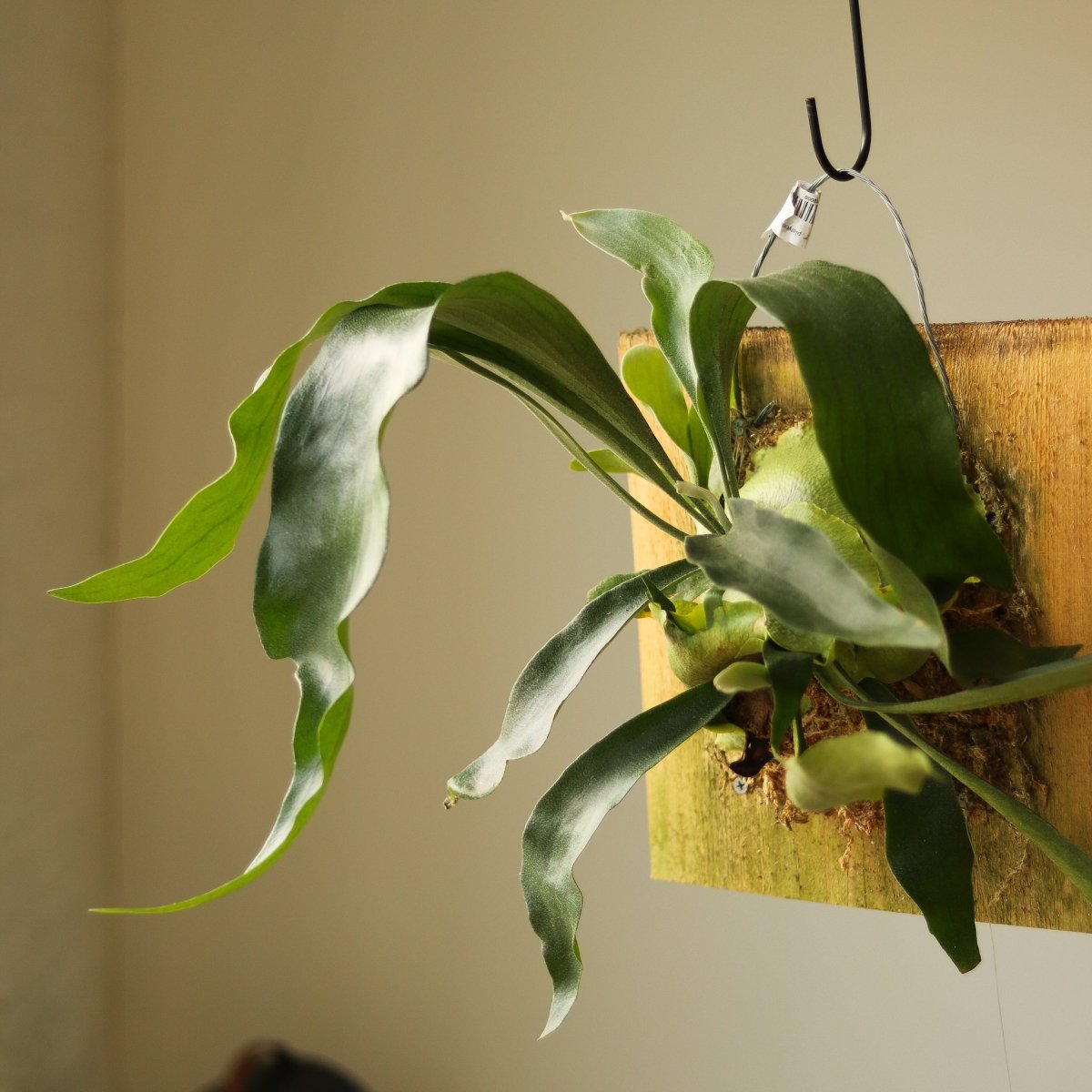  Platycerium Bifurcatum ‘Staghorn Fern’ Wood Plaque