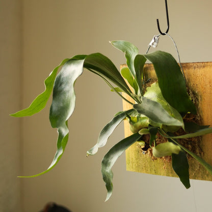  Platycerium Bifurcatum ‘Staghorn Fern’ Wood Plaque