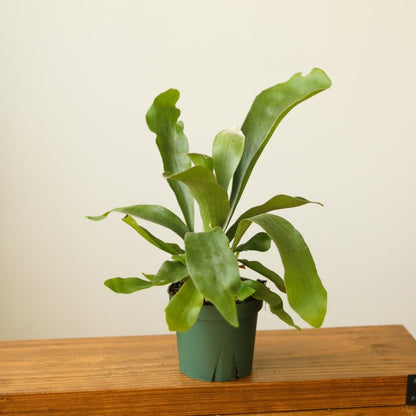  Platycerium Bifurcatum ‘Staghorn Fern’ Wood Plaque
