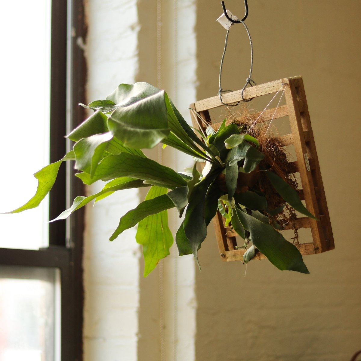  Platycerium Bifurcatum ‘Staghorn Fern’ Wood Plaque