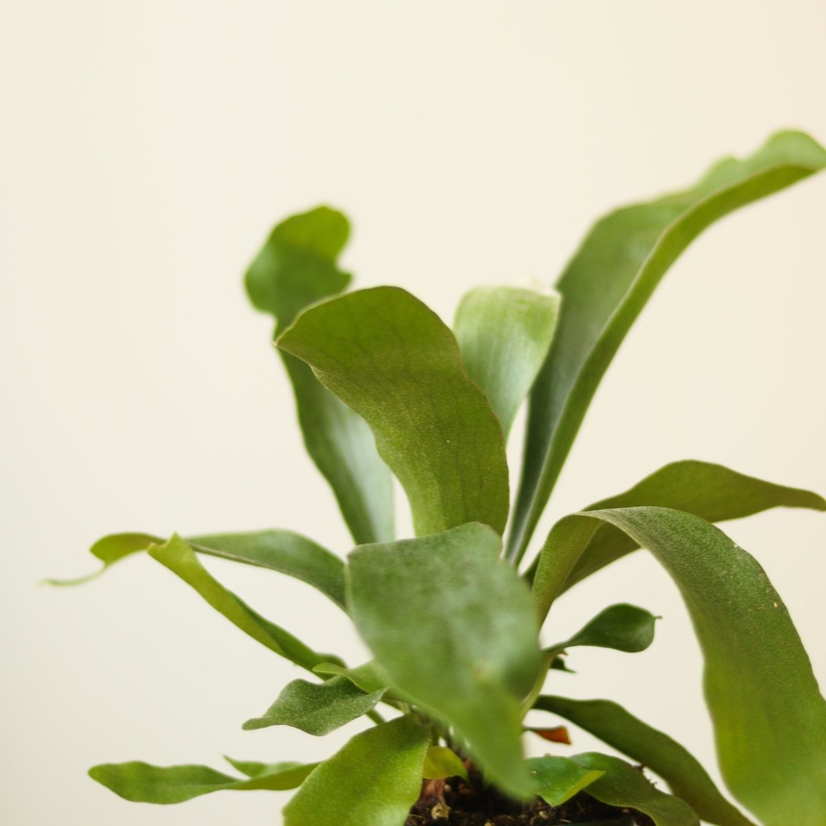  Platycerium Bifurcatum ‘Staghorn Fern’ Wood Plaque