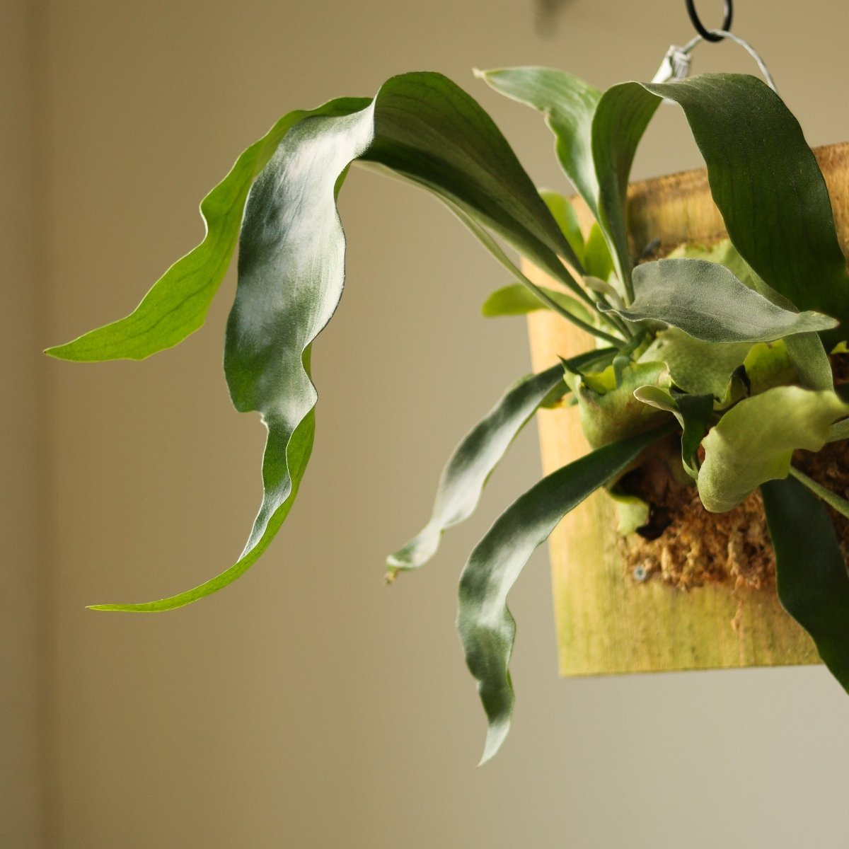  Platycerium Bifurcatum ‘Staghorn Fern’ Wood Plaque