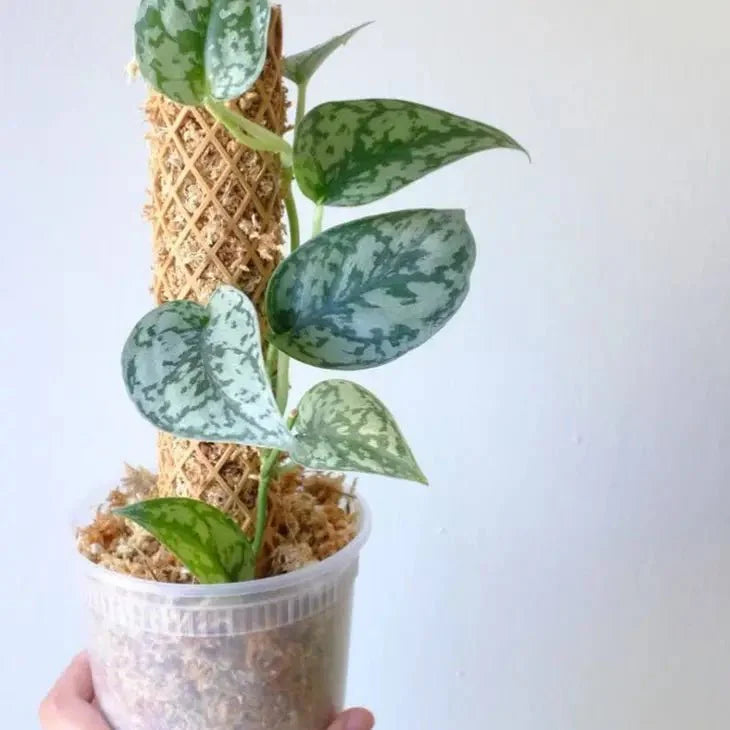  Plvnt Pole Set