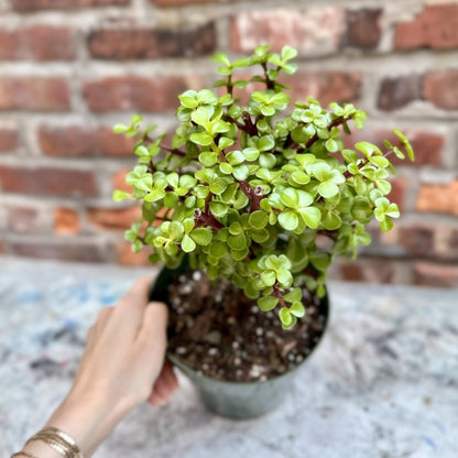  Portulacaria Afra - Elephant Bush - Various Sizes