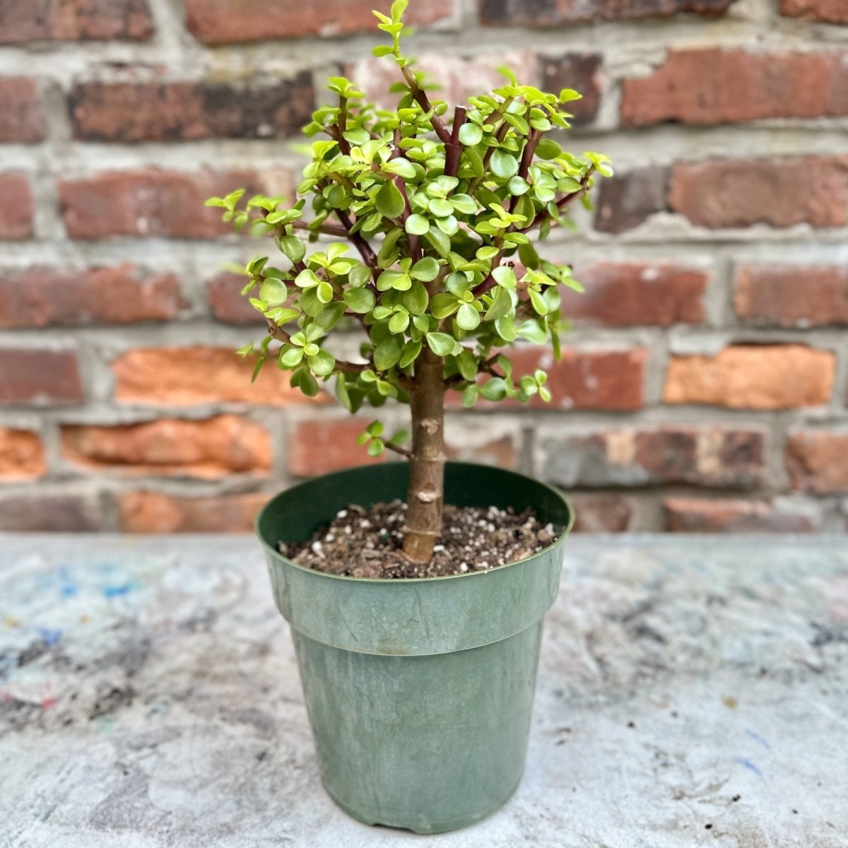  Portulacaria Afra - Elephant Bush - Various Sizes