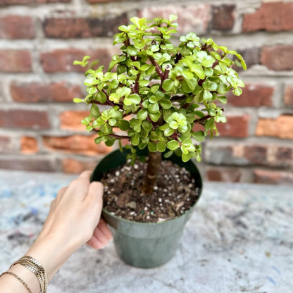  Portulacaria Afra - Elephant Bush - Various Sizes