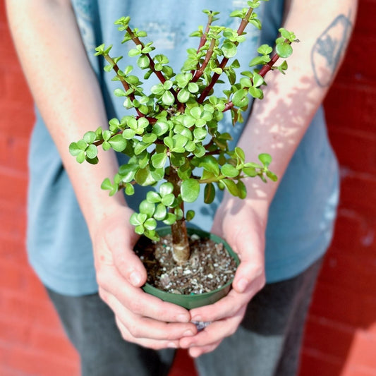  Portulacaria Afra - Elephant Bush - Various Sizes