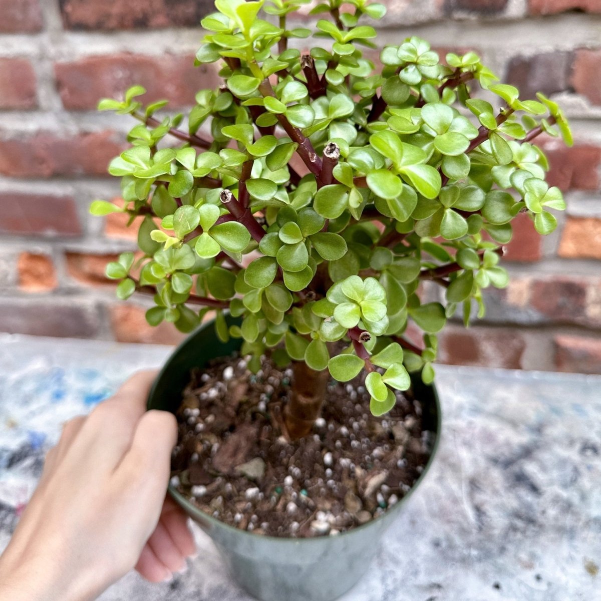  Portulacaria Afra - Elephant Bush - Various Sizes