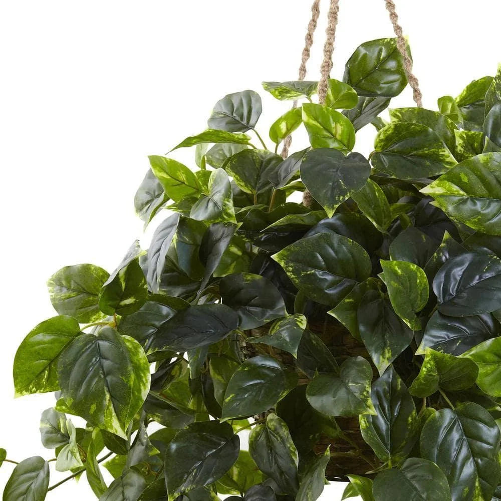  36-in Pothos Hanging Basket UV Resistant - Indoor/Outdoor (36″H × 30″W)