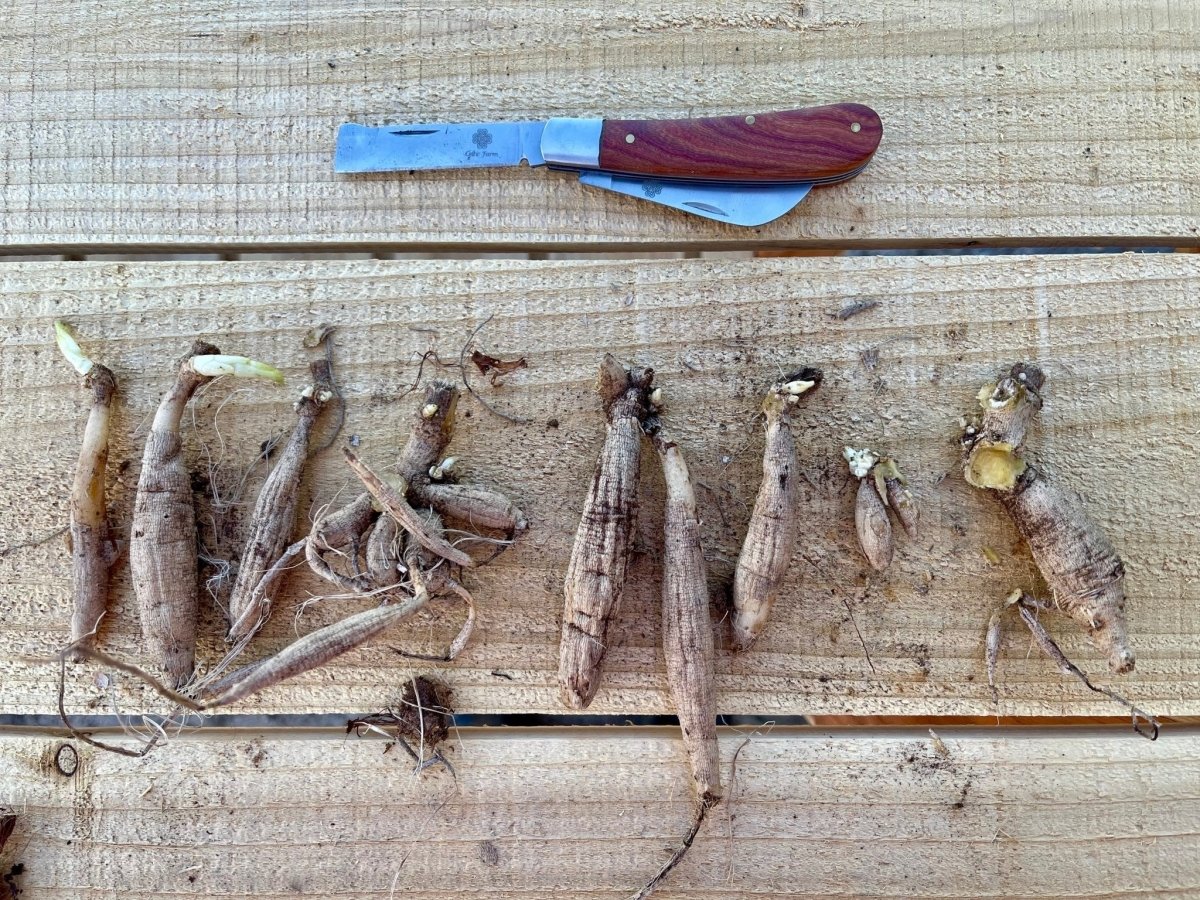  Professional Gardener's Knife - For Pruning, Grafting And Propagation