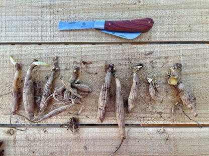  Professional Gardener's Knife - For Pruning, Grafting And Propagation