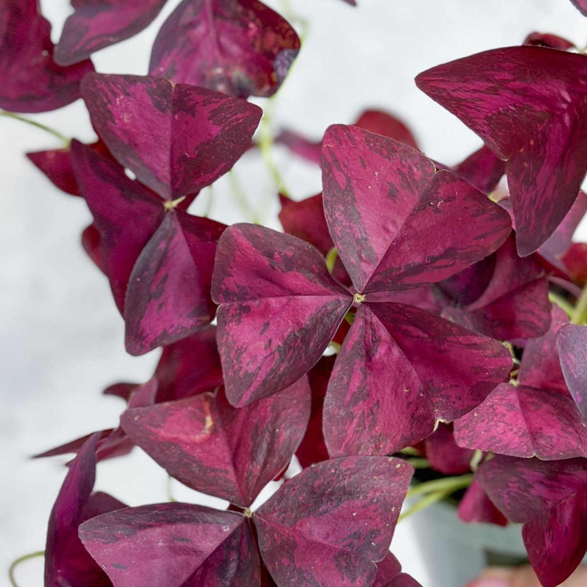  Purple Shamrock (Oxalis Triangularis)