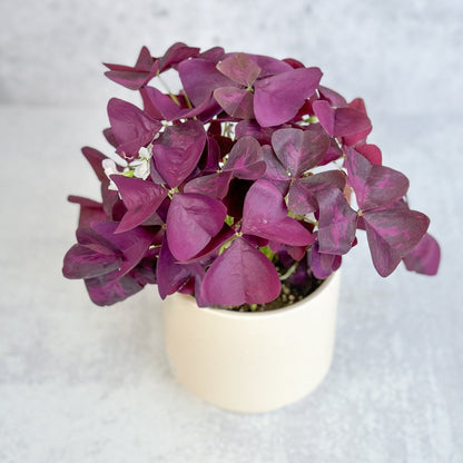  Purple Shamrock (Oxalis Triangularis)