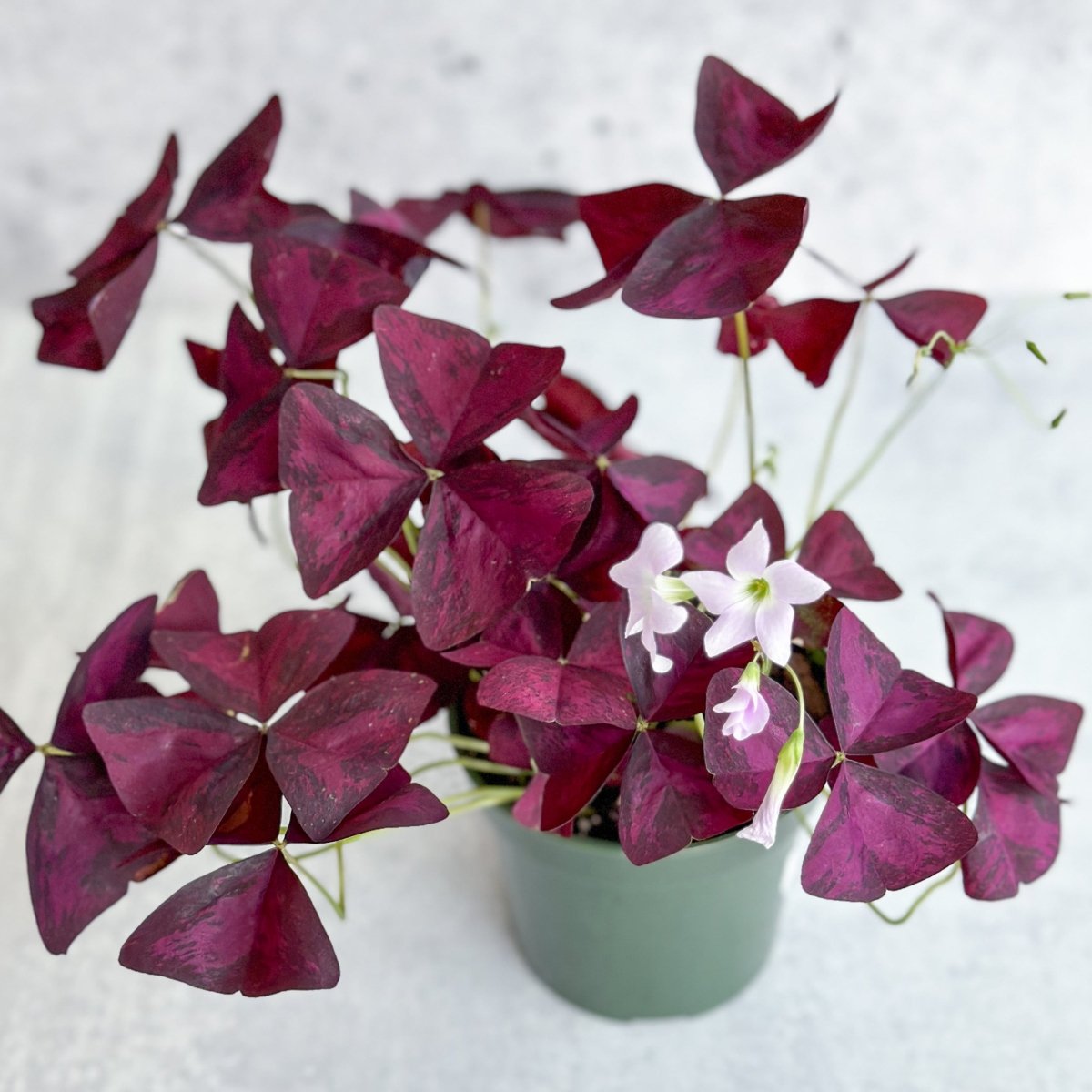  Purple Shamrock (Oxalis Triangularis)